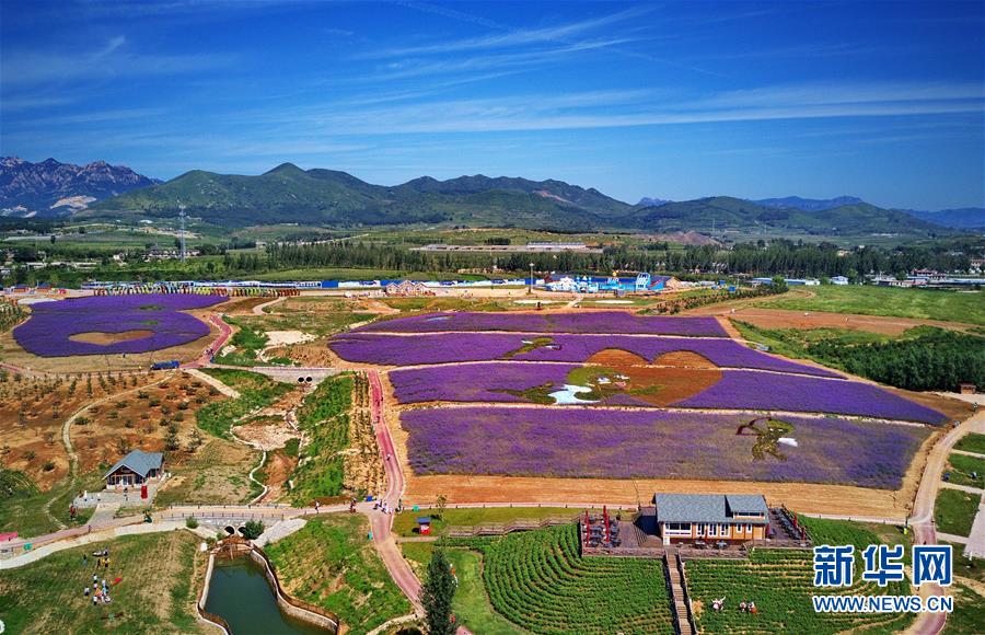（美丽中国）（1）河北秦皇岛：花海绘就艺术景观