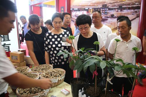 2018年9月5日，民众在河北省安国市“第二十四届国际药材节暨2018中国安国药材医药保健品交流会”上选购中医药材，体验传统中医的魅力