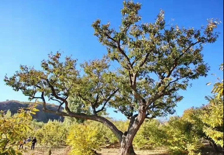 青龙县：苍苍栗树相伴人间500年！