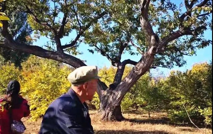 青龙县：苍苍栗树相伴人间500年！