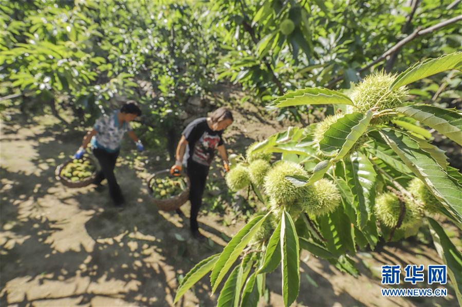 #（新华视界）（1）河北遵化：早熟板栗收获忙